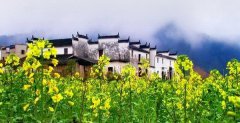 绿杨荫里油菜花