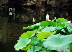 谷雨时节养生必做：祛湿养脾防春火