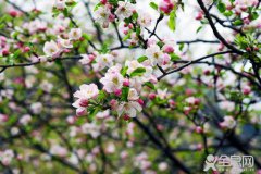 2018灵宝首届苹果花节即将开幕