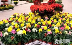 怎么嫁接出五颜六色的菊花？
