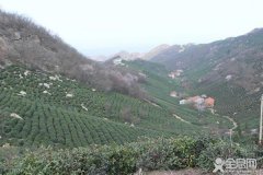 信阳采茶季，出现用工荒