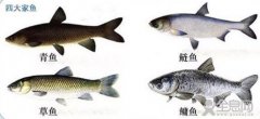 放生要注意，不要乱放生