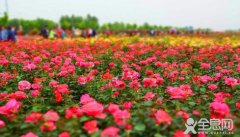 2019世界月季洲际大会4月28日在南阳开幕