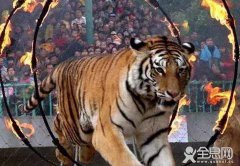 马戏团老虎逃跑以后……