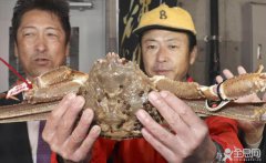 日本一只雪蟹拍出500万日元