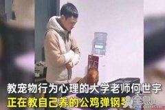 这只公鸡会弹钢琴