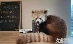 养小熊猫，违法！