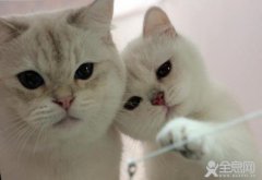 怀孕了就不能养宠物吗？
