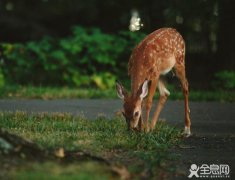 野猪、美洲狮现身城市