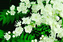 古诗词名句分类荟萃——夏