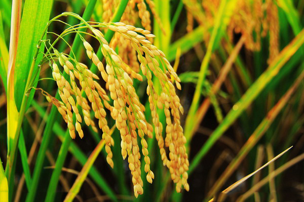 17923091_112603232000_2_调整大小