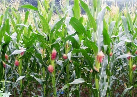 夏玉米施肥技巧