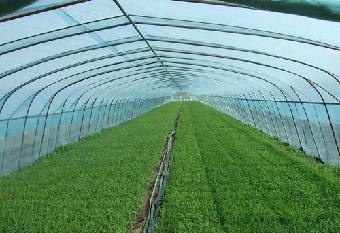 油菜温室栽培技术要点
