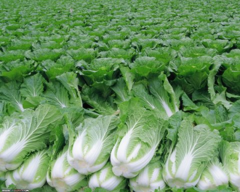 夏季小白菜无公害栽培技术