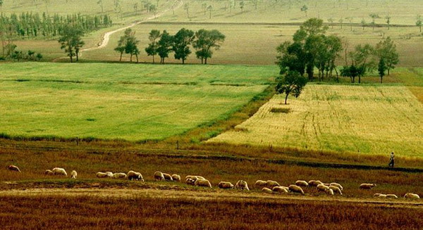 土地流转，将成为未来主力