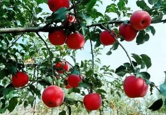 秋季,如何为苹果“贴秋膘”