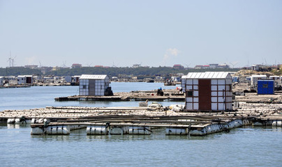 福建莆田南日岛打造黄金海洋牧场