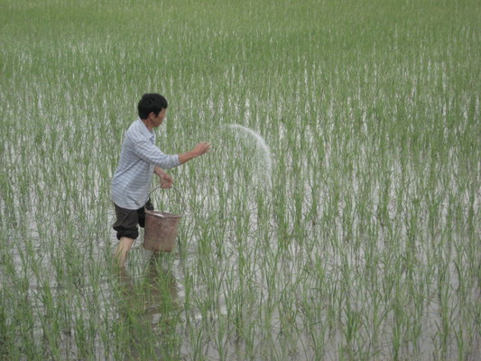 水稻施肥