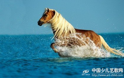 马的摄影欣赏