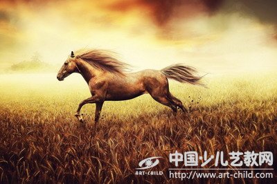 马的摄影欣赏