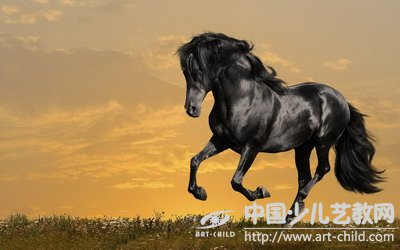 马的摄影作品