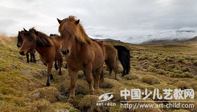 马的摄影作品欣赏