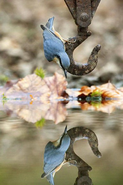 摄影师拍到“花痴”五子雀迷上自己水中倒影