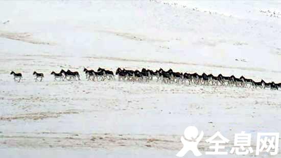 祁连山拍到百余只西藏野驴雪地奔跑场景