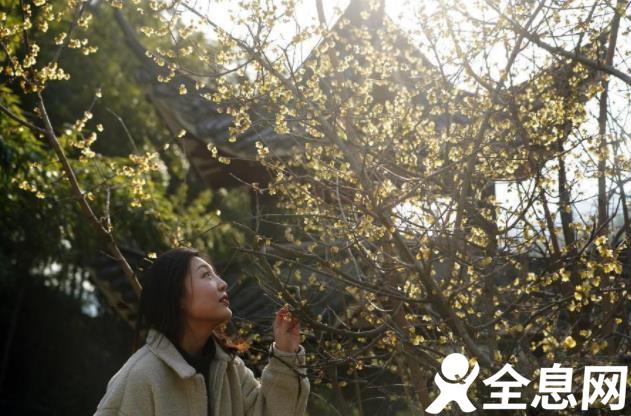 腊梅傲寒竞绽放