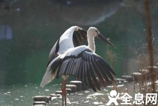 “疗养”中的东方白鹳