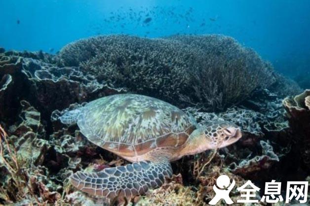 印尼：丰富多彩的海洋世界