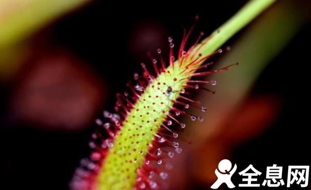 上海辰山植物园：“探秘”食虫植物