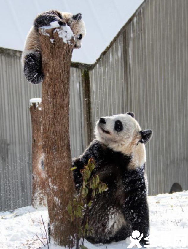 看，这位妈妈是这样“冬训”孩子的
