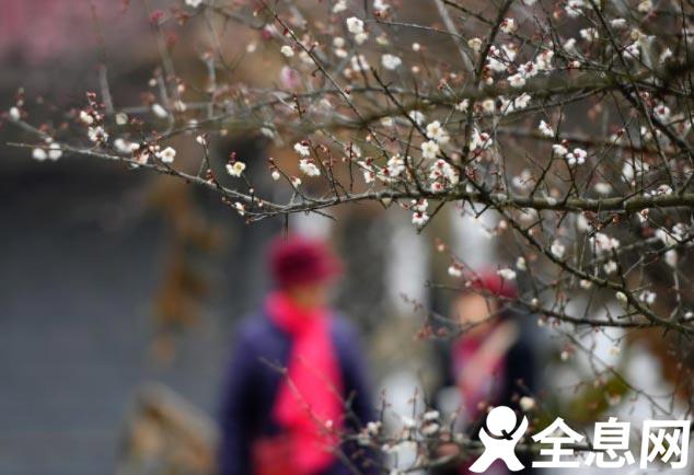“大寒”时节梅花香