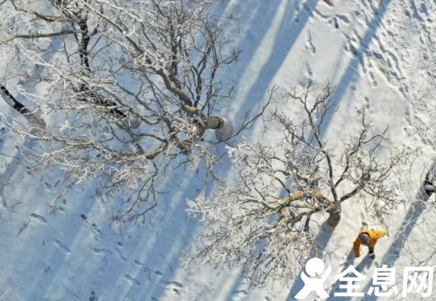 沈阳：玉树琼花