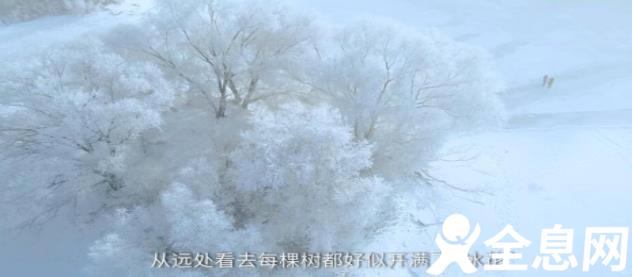 千树万树“冰花开” 沈阳雾凇好似人间仙境