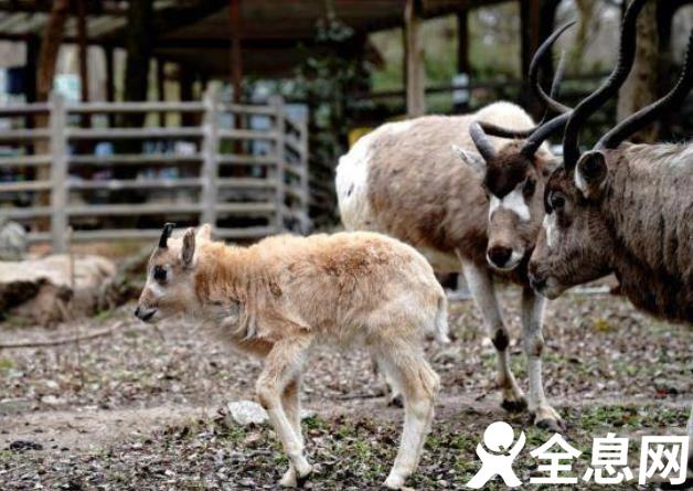 上海动物园“牛科宝宝”亮相