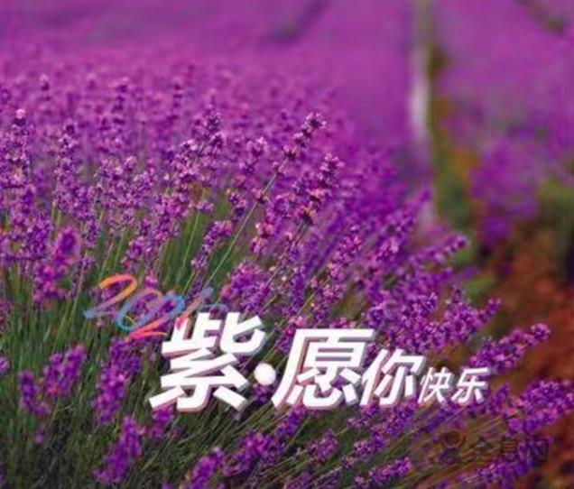 “紫”愿你快乐！第五届上海薰衣草节来了！