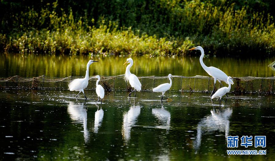 包湖湿地生态美 白鹭成群翩翩飞