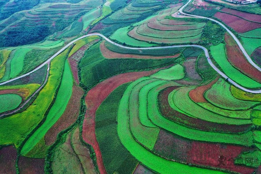 云南东川红土地披“绿装”