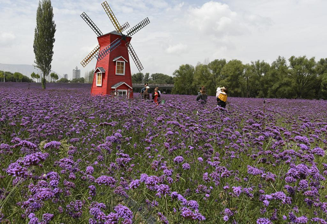 甘肃：秋日花海迎客来