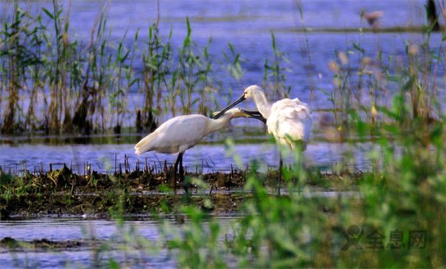 七星河国家级自然保护区：芦苇游荡看候鸟