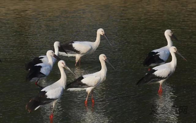 巢湖沿岸迎来今年首批冬候鸟