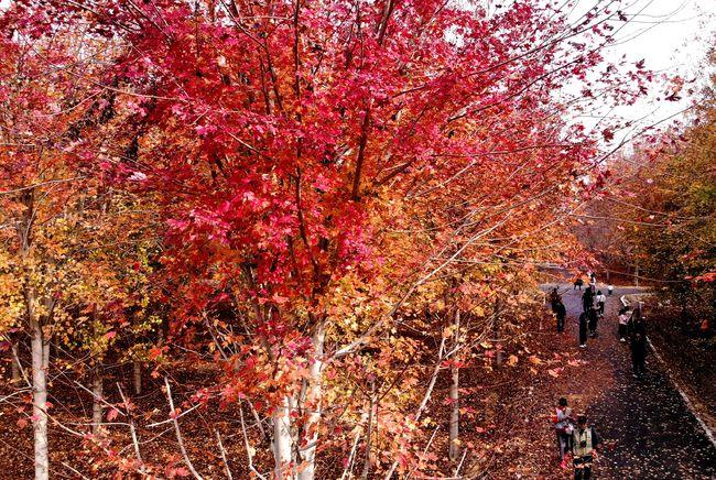 青岛：枫叶红了 乡村游“热”了