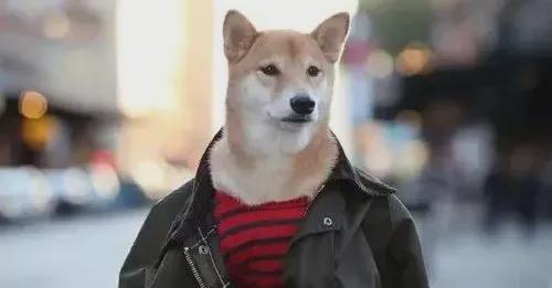 安阳狗咬人事件近两月未解决，媒体：背后究竟有何神秘力量