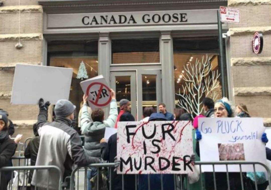 加拿大鹅 买不起 退不掉