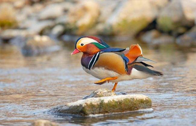 初冬暖阳 清凉河国家湿地公园鸳鸯成群