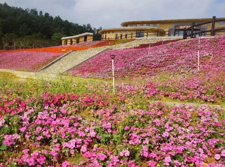 不负好春光 云南红河赏花正当时