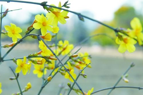 北京发布“惊蛰主题游”线路