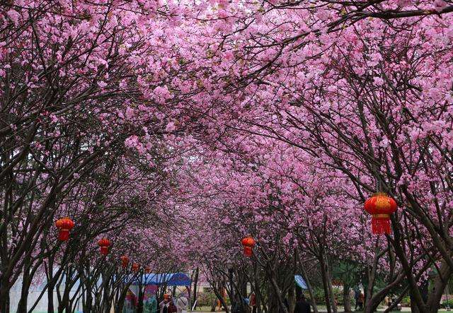 春风荡漾昆明城 海棠盛放大观楼